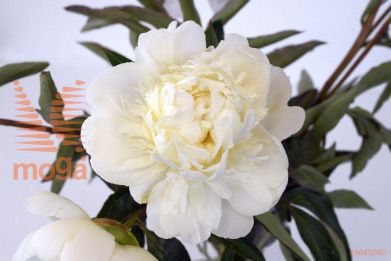 http://twentheplant.nl/tsd/68207_PALDESSE_2-3_1.jpg