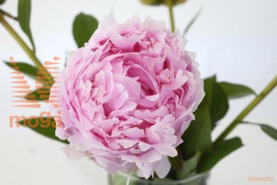 http://twentheplant.nl/tsd/68207_PAPTALK_2-3_1.jpg