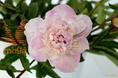 http://twentheplant.nl/tsd/68207_PAALLERT_2-3_1.jpg