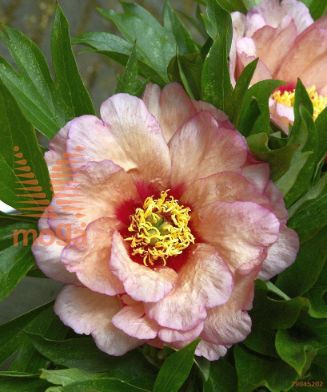 http://twentheplant.nl/tsd/68207_PACMEMOR_2-3_1.jpg