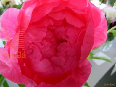 http://twentheplant.nl/tsd/68207_PACYTHER_3-5_1.jpg