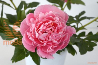 http://twentheplant.nl/tsd/68207_PAESALMO_3-5_1.jpg