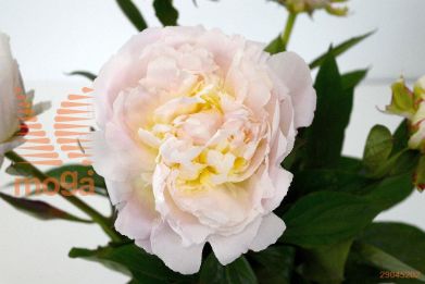 http://twentheplant.nl/tsd/68207_PAFNICHO_2-3_1.jpg