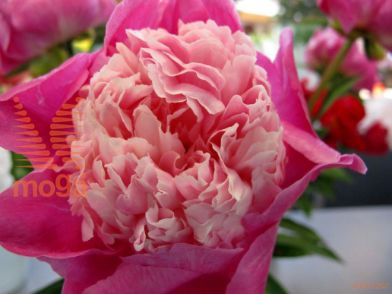 http://twentheplant.nl/tsd/68207_PAGPAREE_2-3_1.jpg