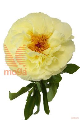 http://twentheplant.nl/tsd/68207_PALCHIFF_3-5_1.jpg