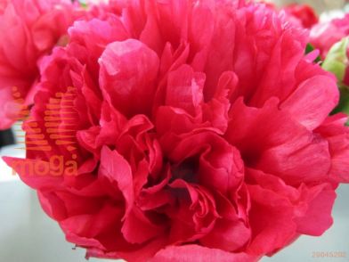 http://twentheplant.nl/tsd/68207_PAMJLEGA_2-3_1.jpg