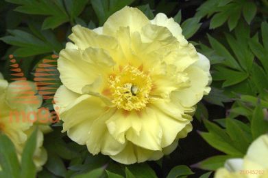 http://twentheplant.nl/tsd/68207_PASSUNSH_3-5_1.jpg
