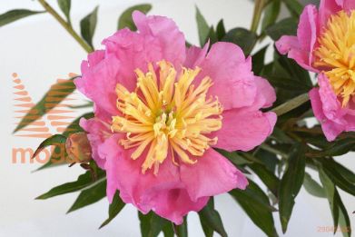 http://twentheplant.nl/tsd/68207_PASHOWGI_2-3_1.jpg