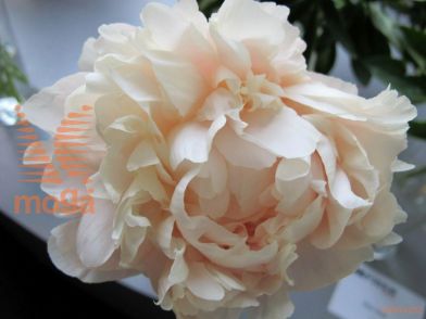 http://twentheplant.nl/tsd/68207_PASGLOW_3-5_1.jpg