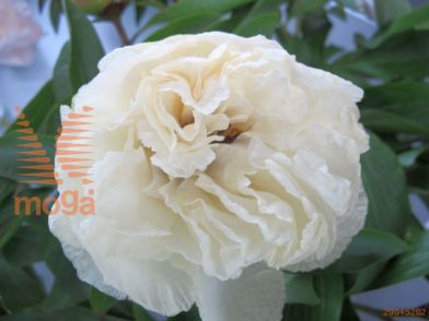 http://twentheplant.nl/tsd/68207_PASGIRL_2-3_1.jpg