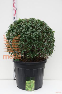 http://twentheplant.nl/tsd/55037_PRULANGU_VBL4050C30E_1.jpg