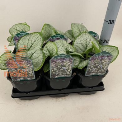 http://twentheplant.nl/tsd/94106_BRMSHEAT_8P17_1.jpg
