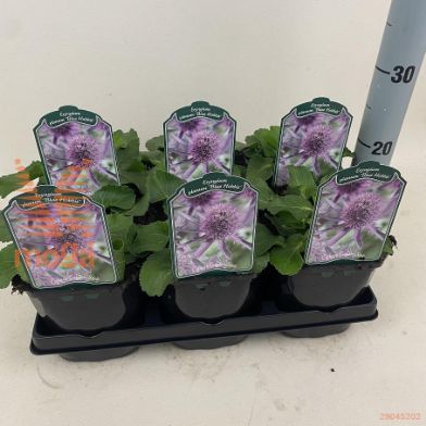 http://twentheplant.nl/tsd/94106_ERPBHOBB_8P17_1.jpg