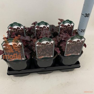 http://twentheplant.nl/tsd/94106_HEMFIRE_8P17_1.jpg