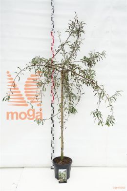 http://twentheplant.nl/tsd/69506_PYSPENDU_S120C10_1.jpg