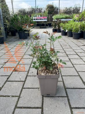 Rosa "Fraulein Maria"