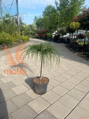 Thuja plicata "Whipcord" |1/4 stem|FI:20-30|C5