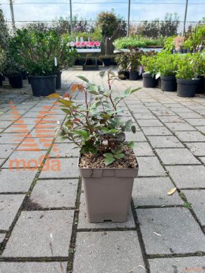 vrtnica "Ingrid Bergman"