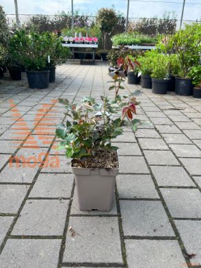 Rosa "Grossherzogin Luise" ®