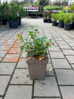 Rosa "Für Elise" ®