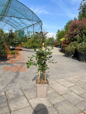 Rosa "Our Last Summer"