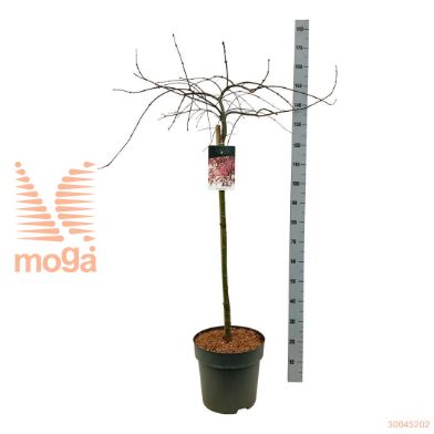 http://twentheplant.nl/tsd/70712_ACPGARNE_s090c15_1.jpg