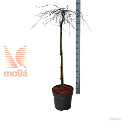 http://twentheplant.nl/tsd/70712_ACPORANG_s090c15_1.jpg