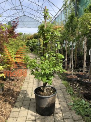 Slika Liquidambar styraciflua "Gum Ball" |80-100|C