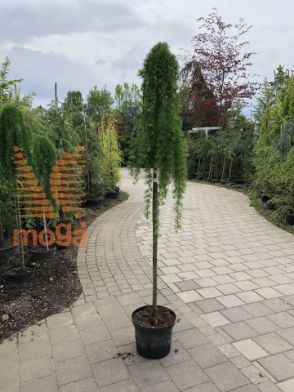 Slika Larix kaempferi "Stiff Weeper" |3/4 stem|C