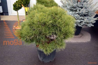 http://twentheplant.nl/tsd/73487_PINBREPO_S010C45_2.jpg