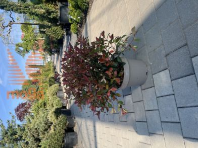 Slika Photinia fraseri "Carre Rouge" |50-60|FI:50-60|Ball|C