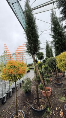 Cupressocyparis leylandii "Pyramidalis" |3/4 stem|C45