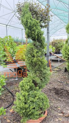 Juniperus chinensis "Kaizuka" |125-150|Spiral|C