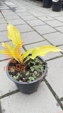 Hosta "Fire Island"