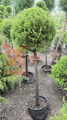 Cupressocyparis leylandii "Castlewellan" |Half standard|C15