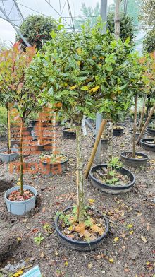 Ilex mutchagara "Nellie R. Stevens" |10/12|Half standard|FI:40-60|C