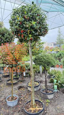Ilex mutchagara "Nellie R. Stevens" |12/14|3/4 stem|FI:60-80|C