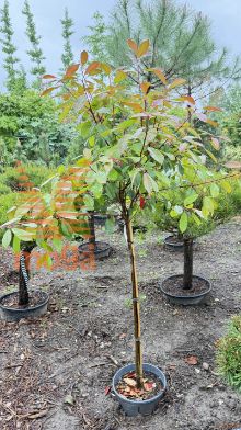 Photinia fraseri "Red Robin" |Half standard|C18