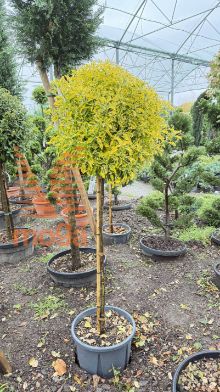 Euonymus japonicus "Elegantissimus Aureus" |Half standard|C