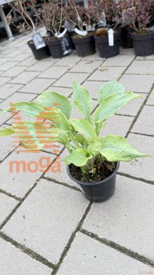 Hosta "Shadowland®Diamond Lake"