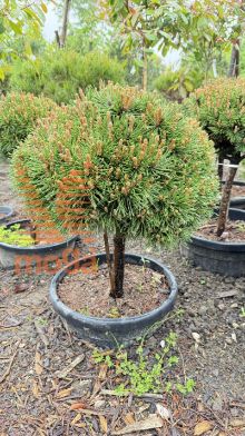 Pinus mugo "Benjamin" |1/4 stem|C15