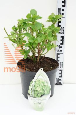 http://twentheplant.nl/tsd/72518_hymverdi_8P23_1.jpg