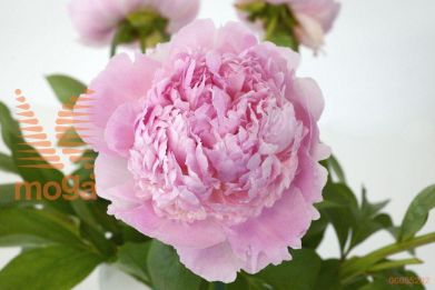 http://twentheplant.nl/tsd/68207_PAACHEEK_2-3_1.jpg