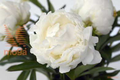 http://twentheplant.nl/tsd/68207_PACTAIN_2-3_1.jpg