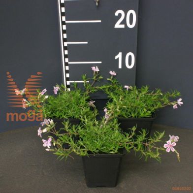 http://twentheplant.nl/tsd/55065_PHCSTRIP_8P09_2.jpg