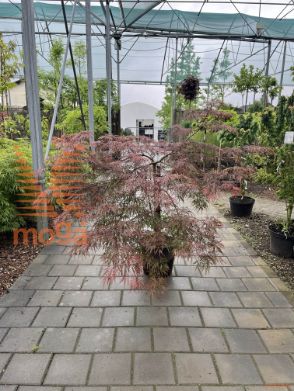Acer palmatum "Dissectum Garnet" |Half standard|FI:60-80|C