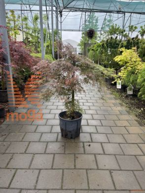 Acer palmatum "Dissectum Atropurpureum" |1/4 stem|C12