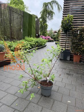 Lonicera kamtschatica "Balalaika"