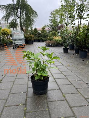 velikolistna hortenzija "Coco Blanc"