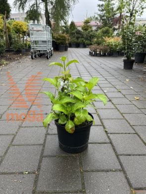Hydrangea macrophylla "Verdi"